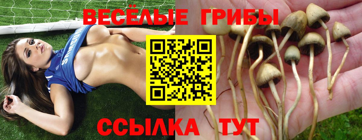 наркотики  Псилоцибиновые грибы Psilocybe  Вход с VPN  Долгопрудный  Псилоцибиновые грибы мухоморы 